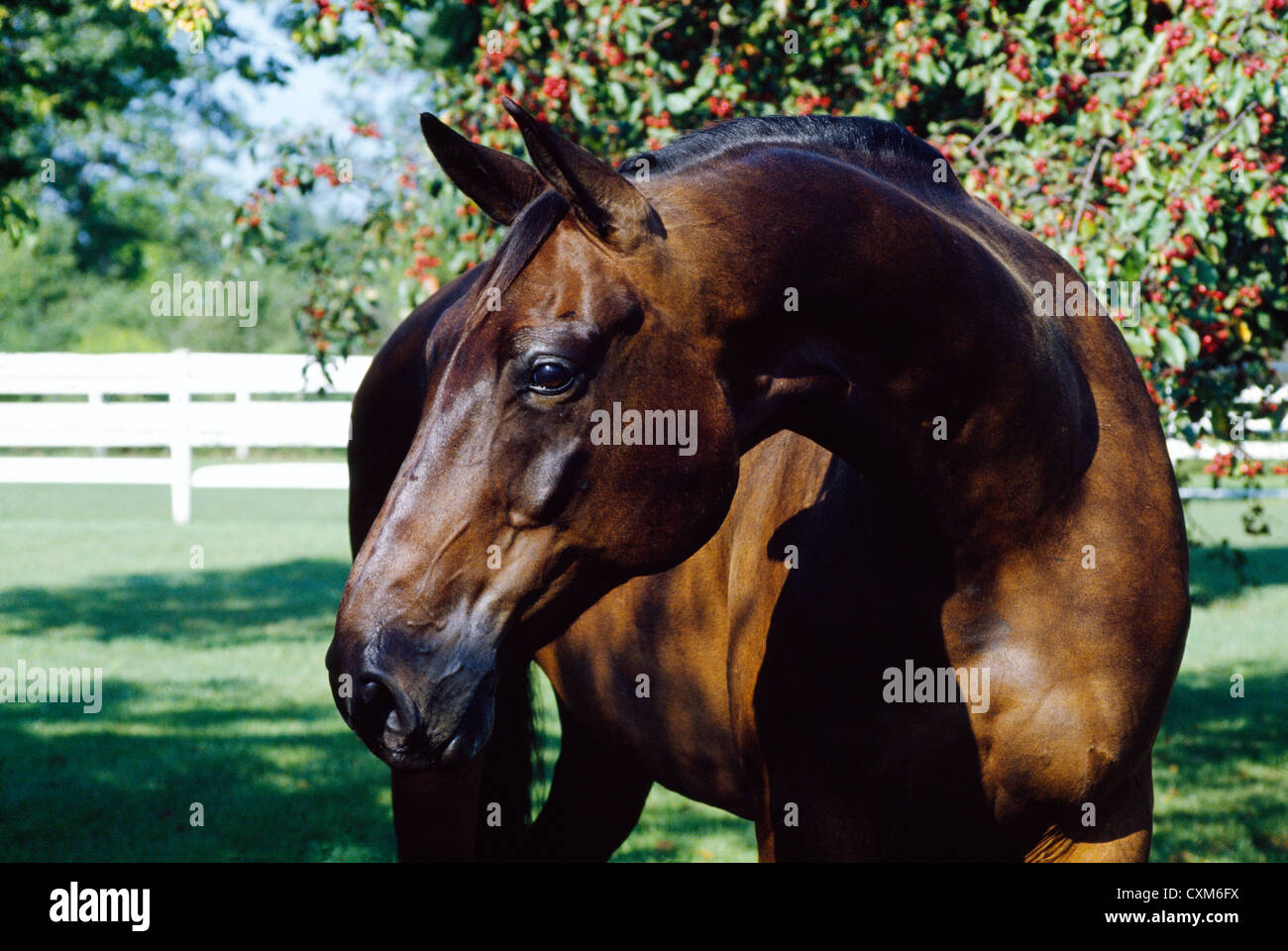 Westfälische Dresden (Sport horse); Farbe: Bay/Illinois Stockfoto