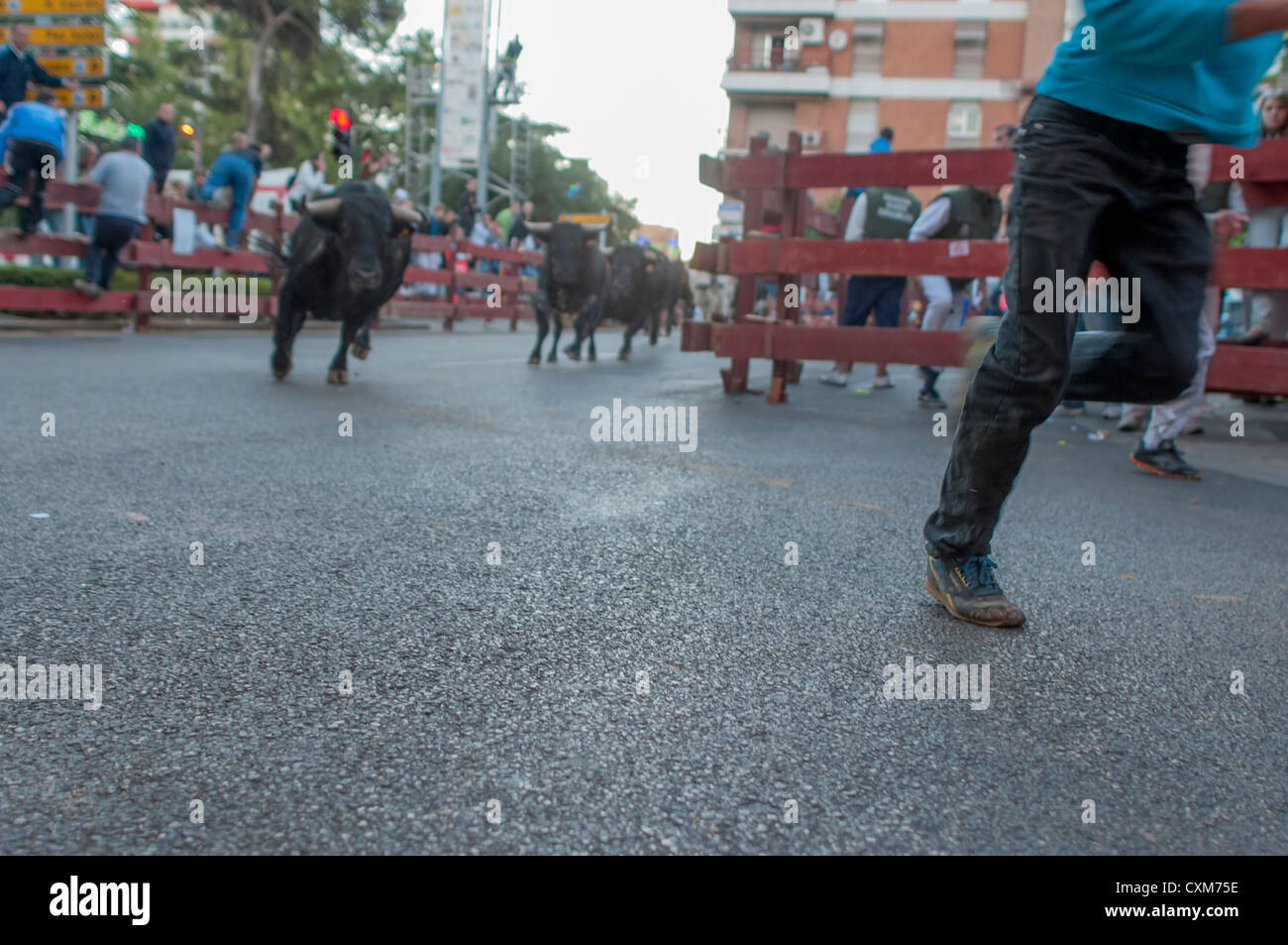 Bull Kampf Stiertreiben in Spanien Stockfoto