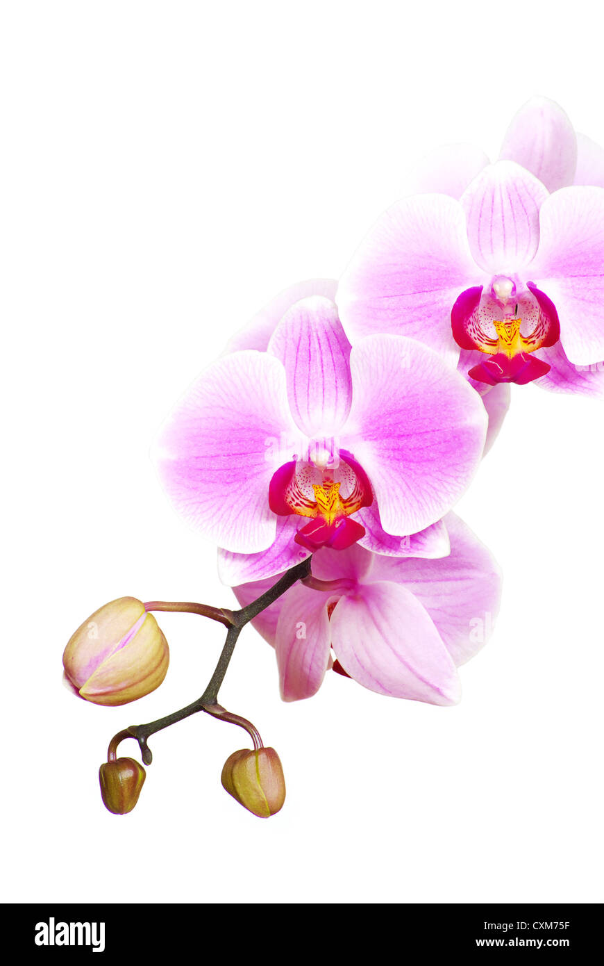 Rosa Orchidee isoliert auf weißem Hintergrund Stockfoto