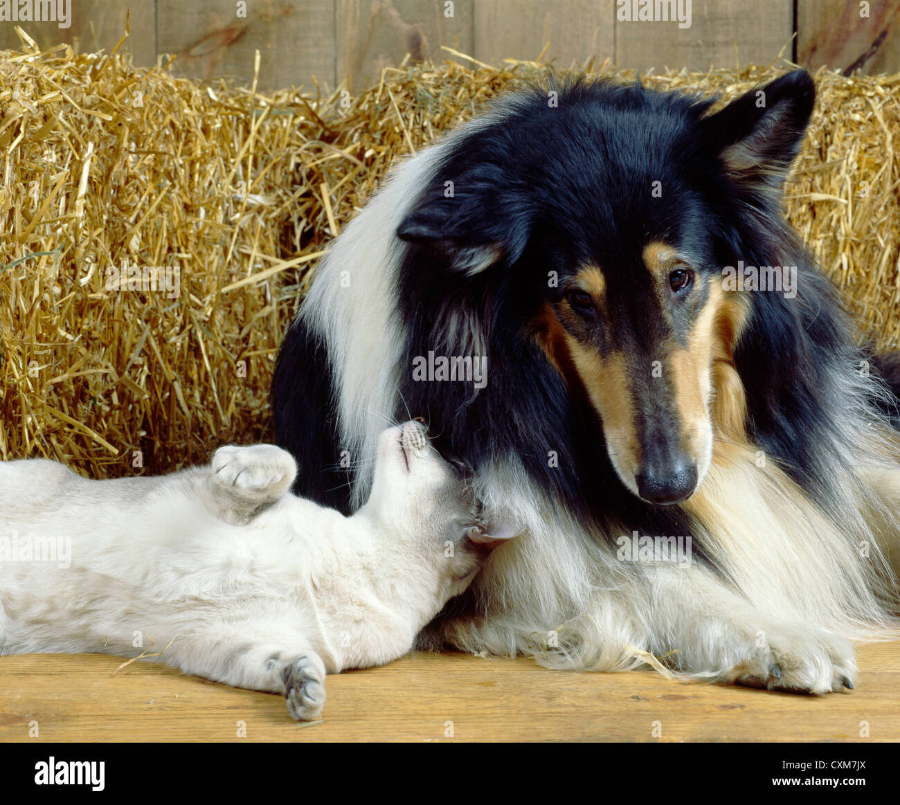 Collie und Blue lynx siamesische Katze Stockfoto