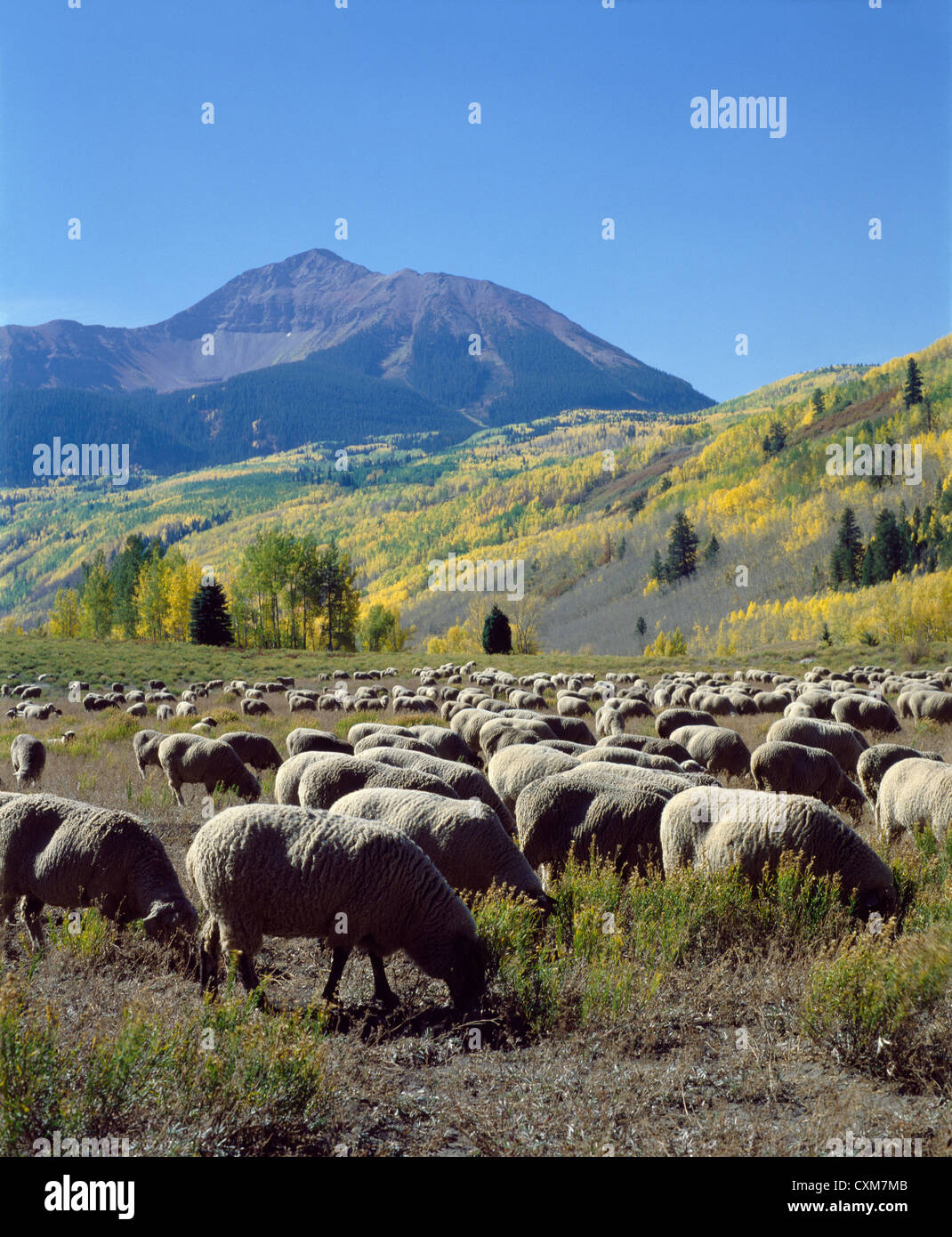 Herde von Schafen/Colorado Stockfoto