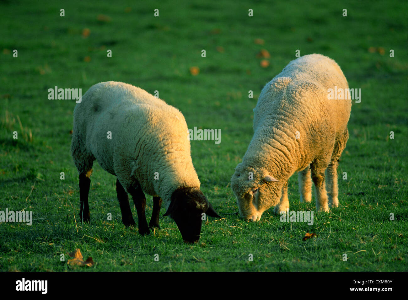 Dorset Ewe (rechts) und suffolk Ewe (links) grasen auf der Weide, Pennsylvania Stockfoto