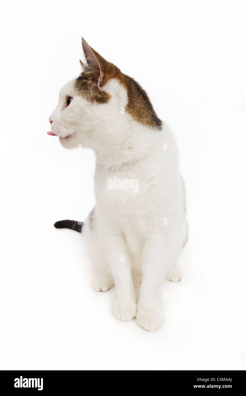 Katze lecken Lippen, Studio gedreht mit weißem Hintergrund Stockfoto