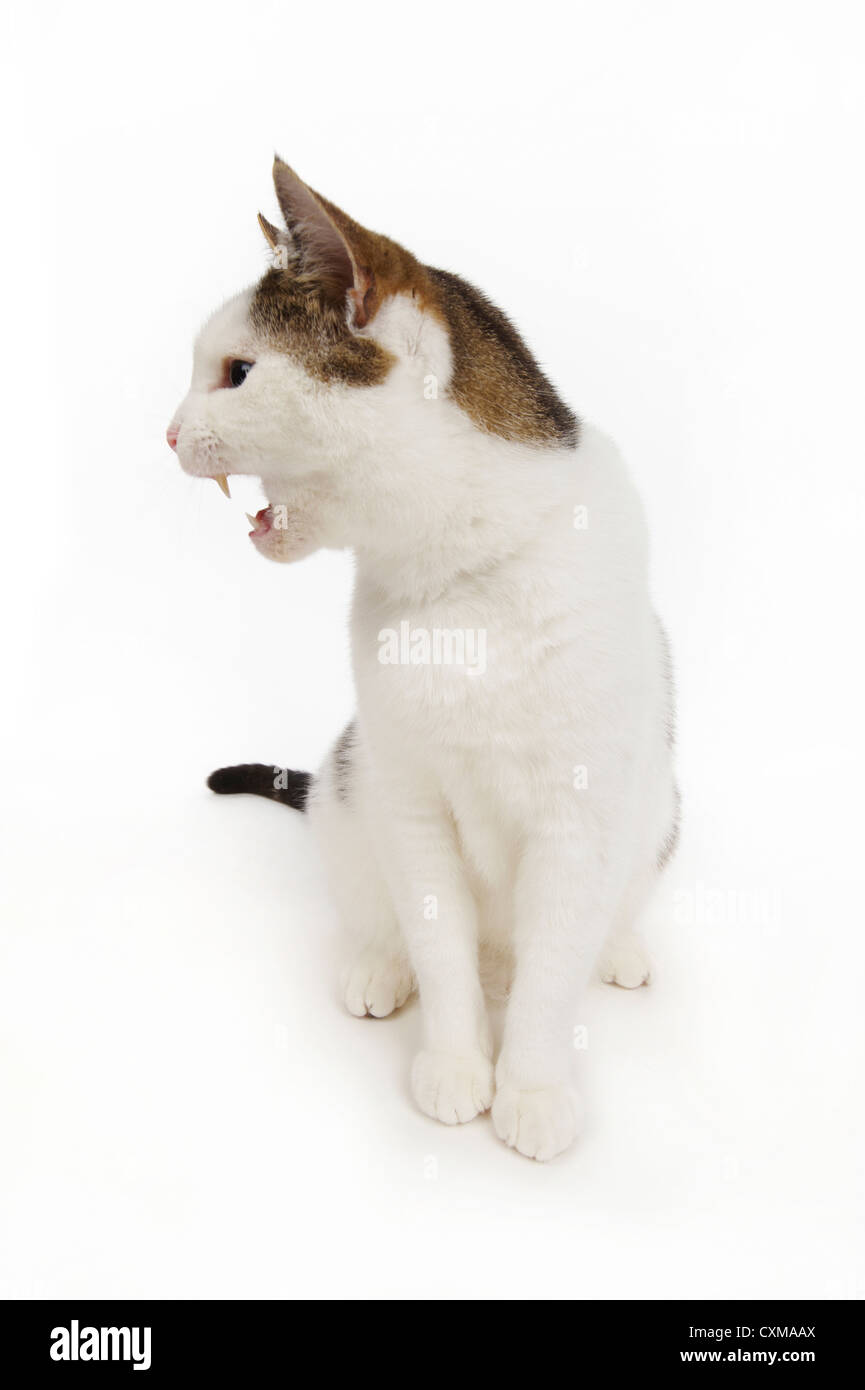 Katze spricht, Studio gedreht mit weißem Hintergrund Stockfoto