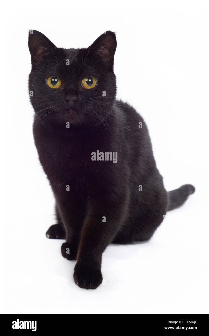 Schwarze Katze sitzend, Studio gedreht mit weißem Hintergrund Stockfoto