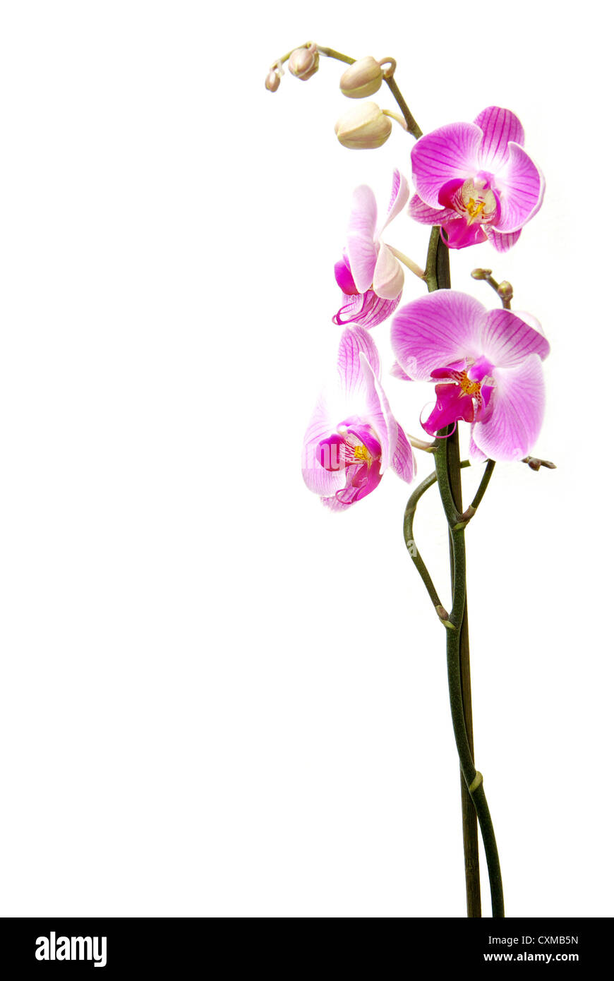 Rosa Orchidee isoliert auf weißem Hintergrund Stockfoto