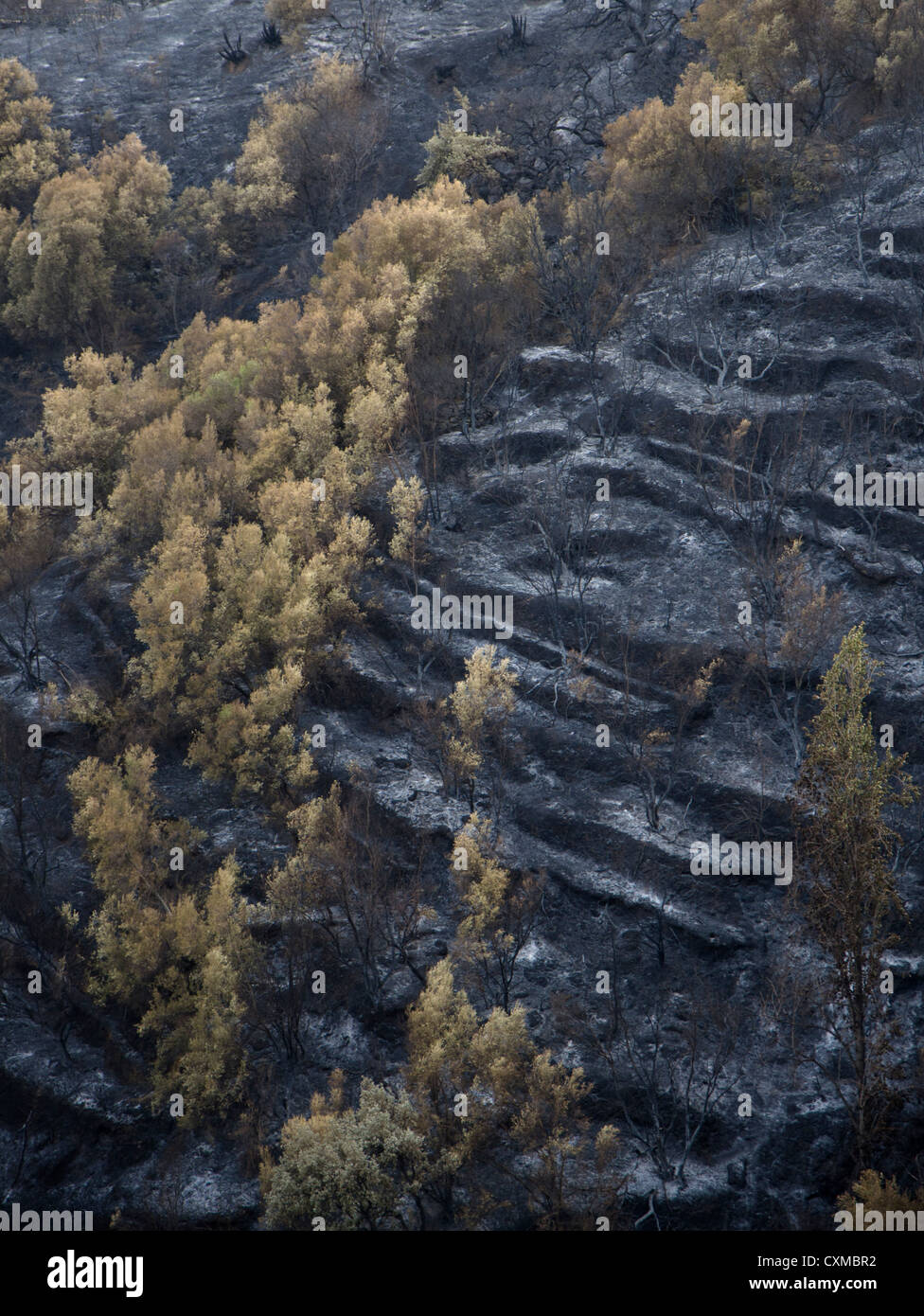 Spanische Berge nach Waldbrand in Ojen, Malaga, Spanien Stockfoto