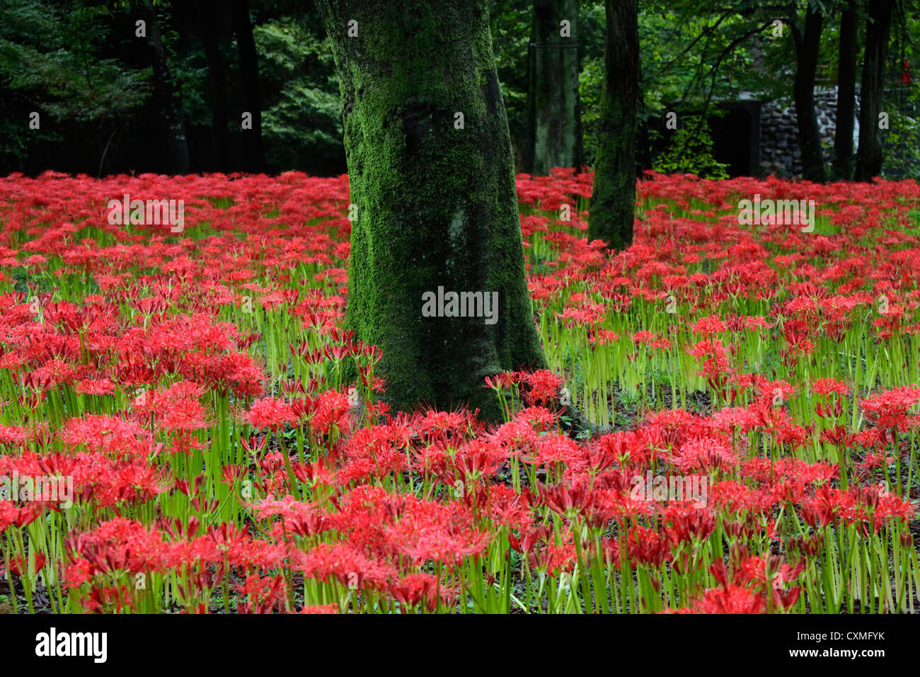Rote Spinne Lilie im Wald von Kintchakuda Saitama Japan Stockfotografie