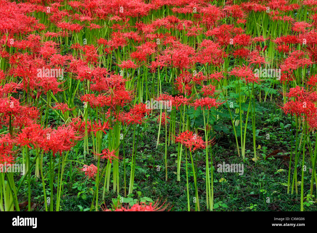 Rote Spinne Lilie im Wald von Kintchakuda Saitama Japan Stockfotografie