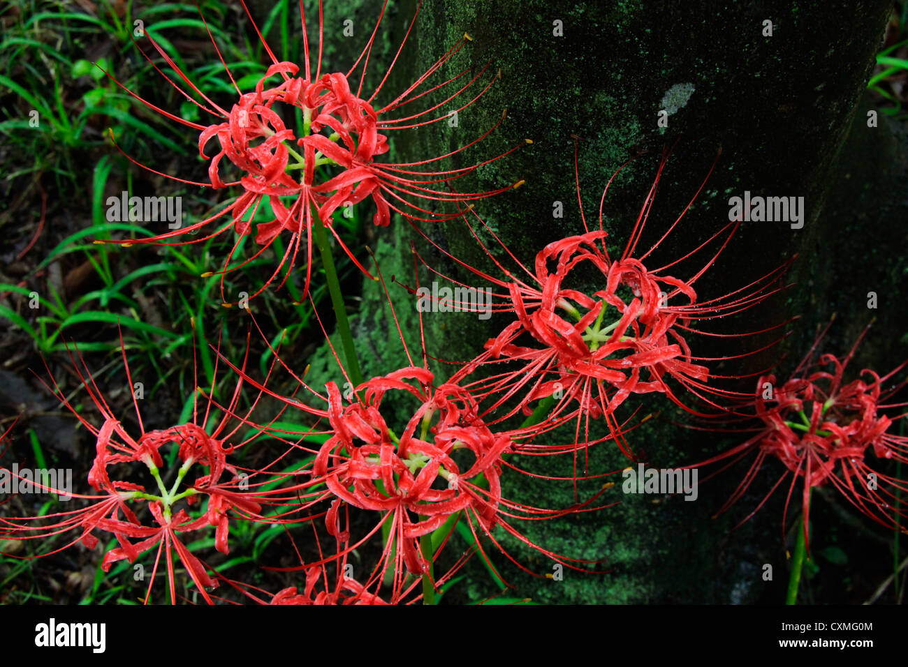 Rote Spinne Lilie im Wald von Kintchakuda Saitama Japan Stockfotografie