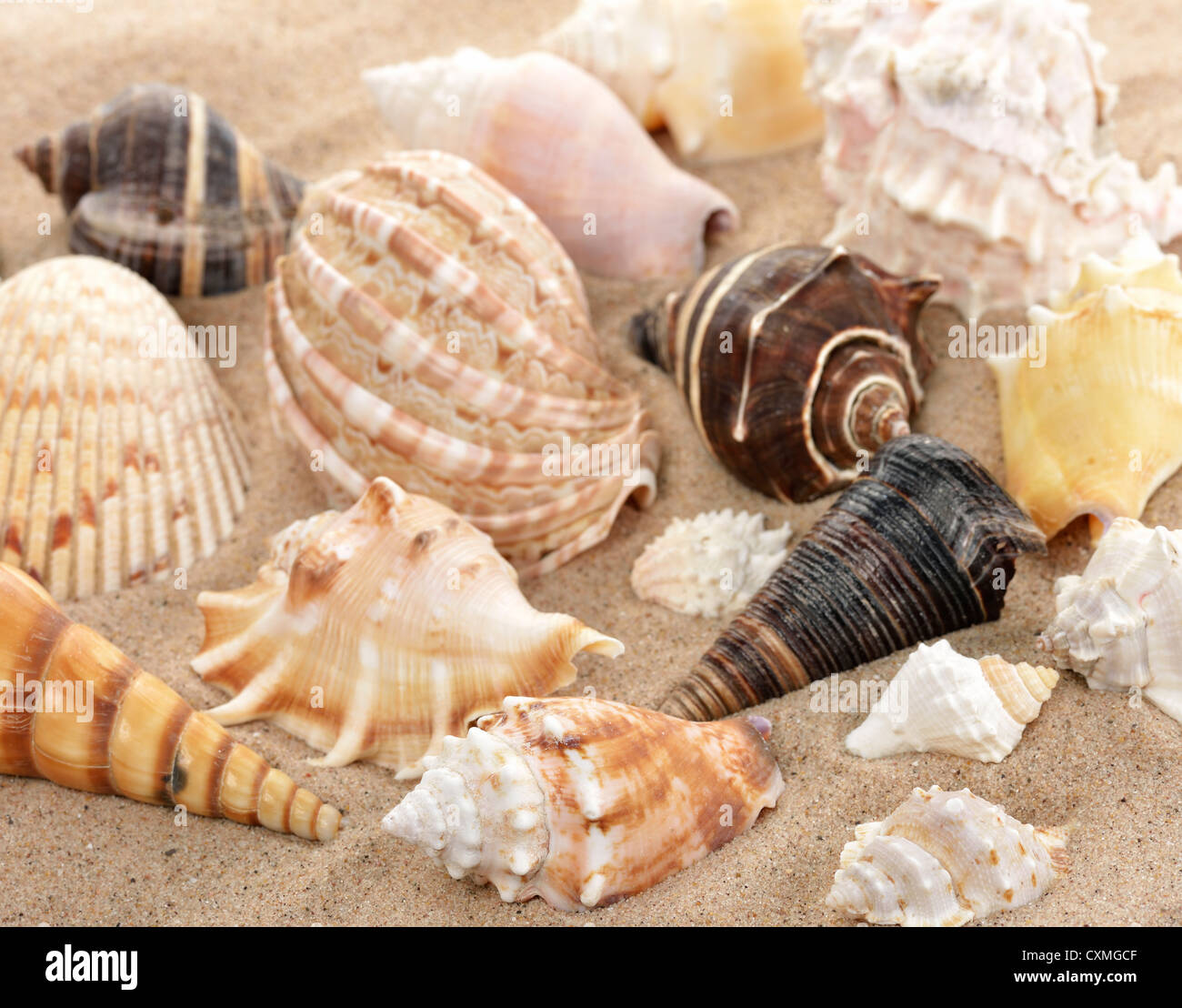 Muscheln im Sand, Nahaufnahme Stockfoto