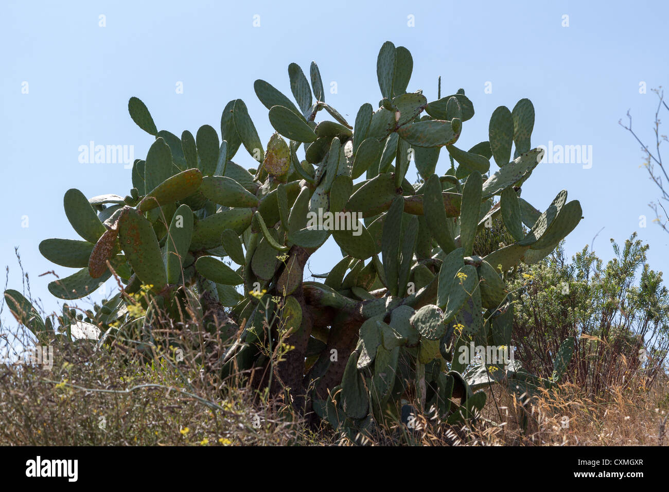 Großen Kaktus Stockfoto