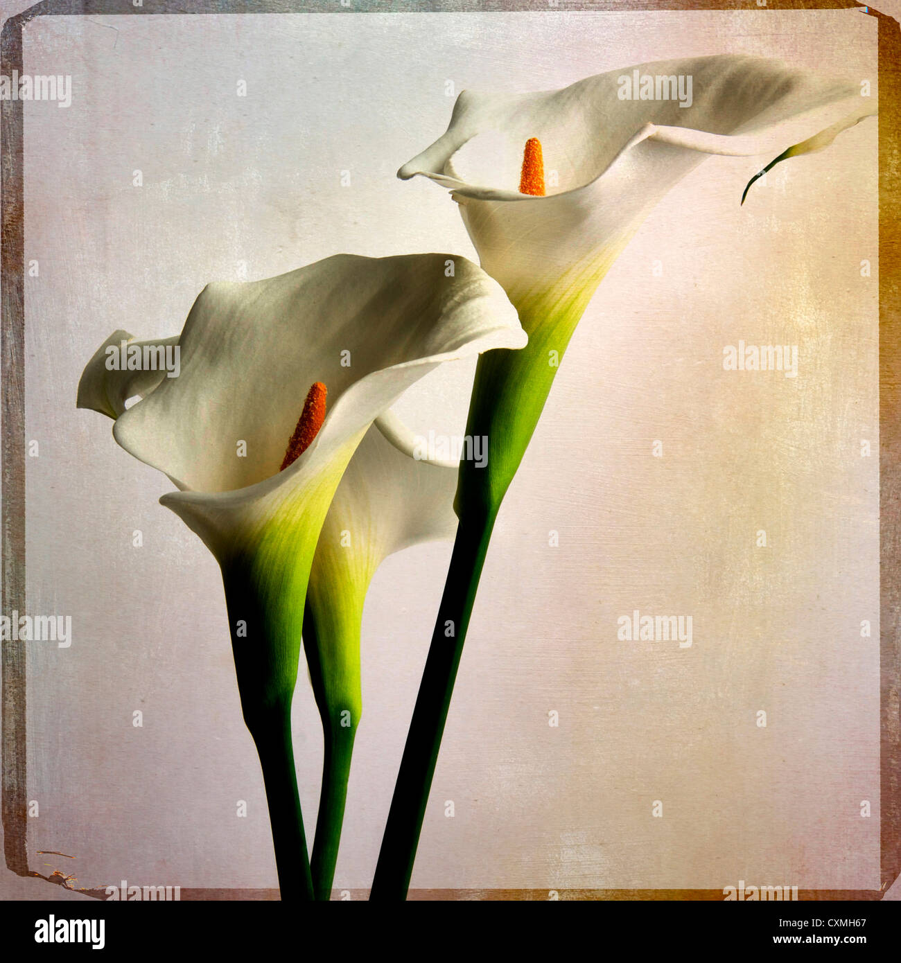 Arum Lilie Blumen, Vintage-Look - strukturierte Effekt-Grafik Stockfoto