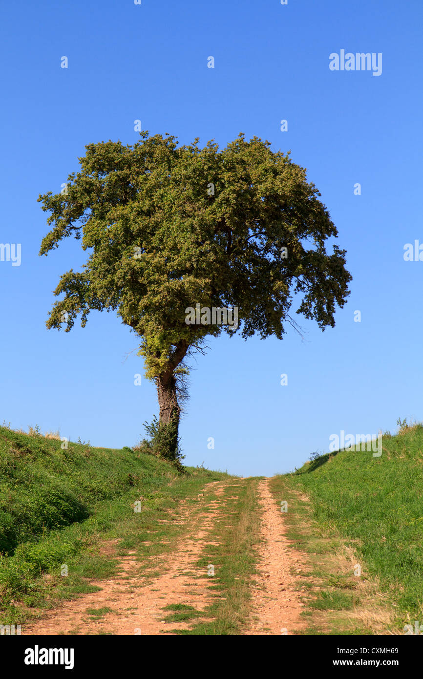 Einsamer Baum am Ende der unbefestigten Straße Stockfoto