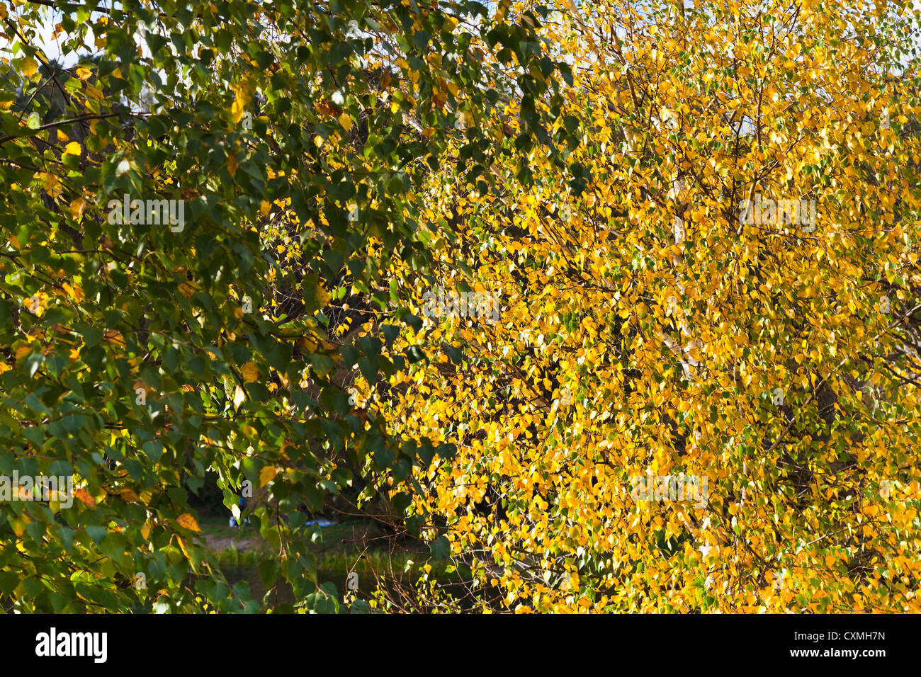 gelb und grün Herbst Blätter auf den Bäumen Stockfoto