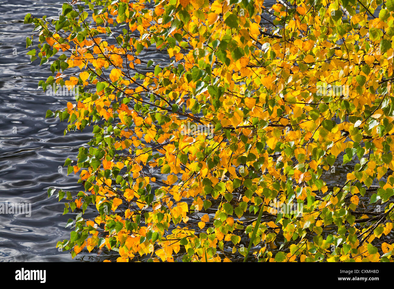 gelb und grün Herbst Blätter am Baum unter Grauwasser Stockfoto