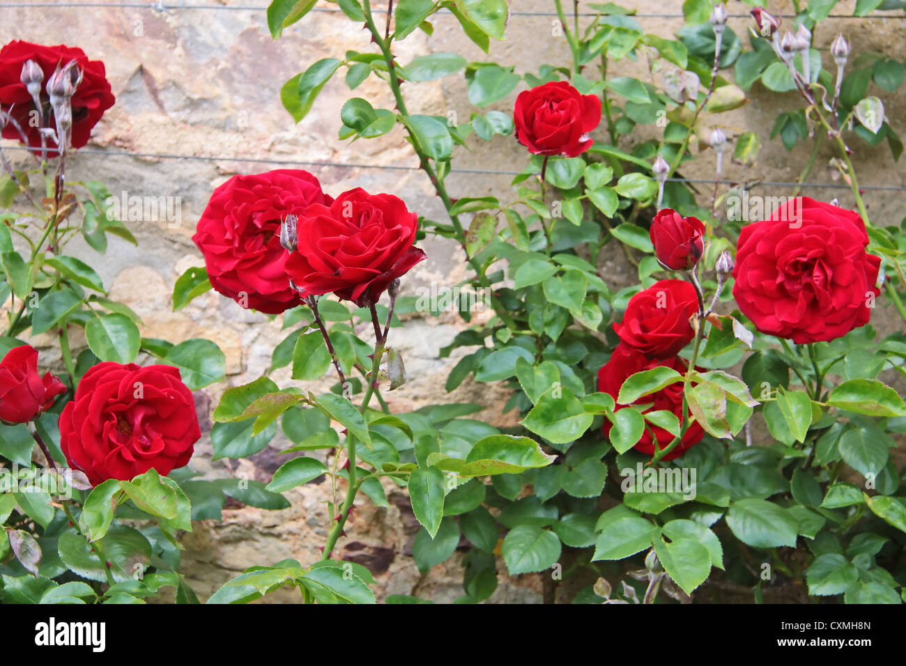 Rosen auf alten Mauer auf Schloss Johannisberg im Rheingau, Hessen, Deutschland Stockfoto
