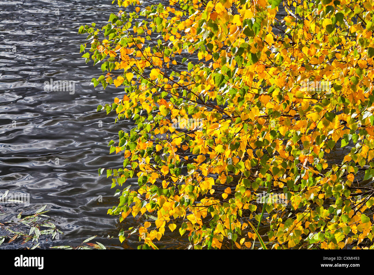 gelbe und grüne Herbstlaub unter grauen Fluss Stockfoto