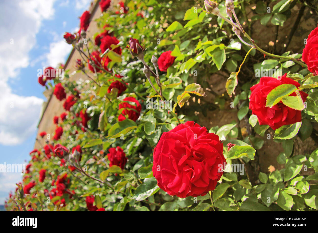 Rosen auf alten Mauer auf Schloss Johannisberg im Rheingau, Hessen, Deutschland Stockfoto