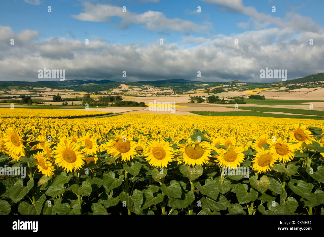 Landschaft des Lembronnais und Feld von Sonnenblumen, Auvergne, Frankreich Stockfoto