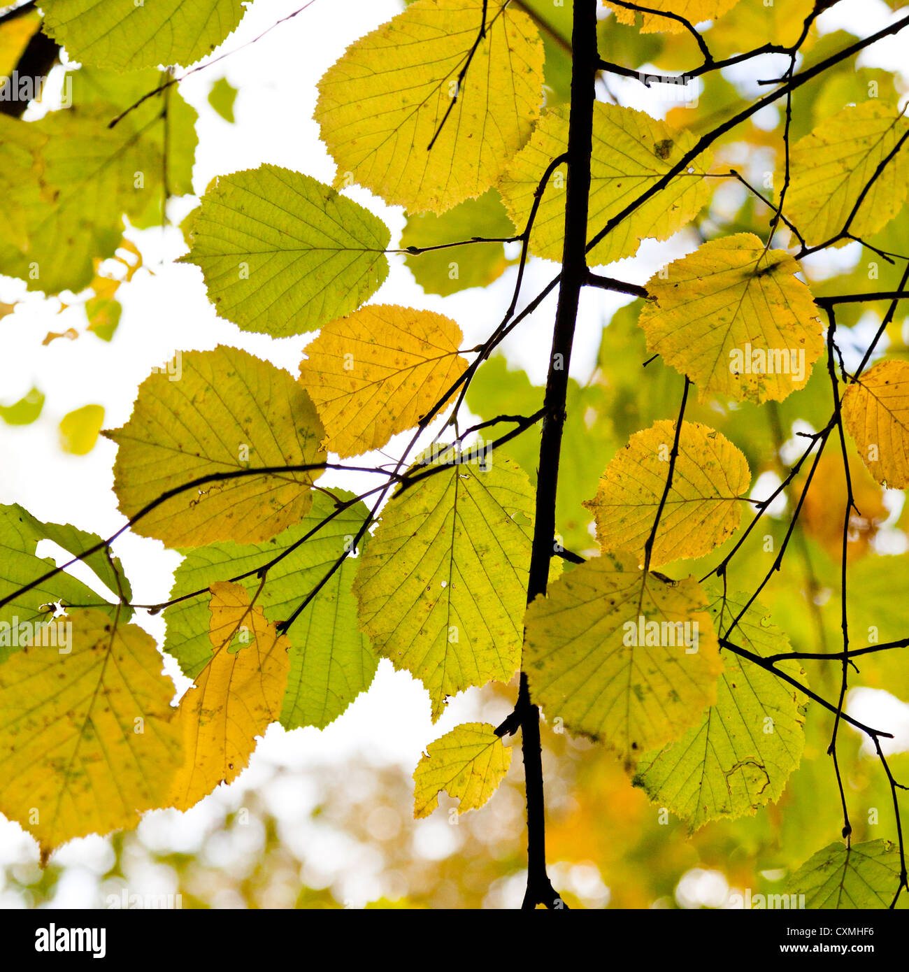gelb grün Herbst Blätter Nahaufnahme im freien Stockfoto