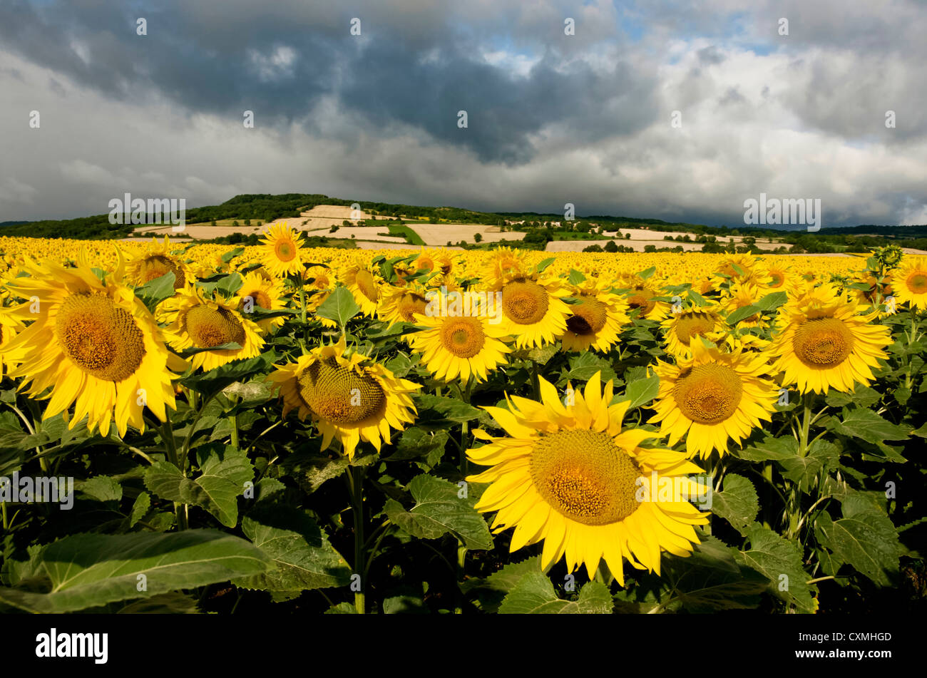Ein Feld von Sonnenblumen (Helianthus Annuus), Frankreich, Europa Stockfoto