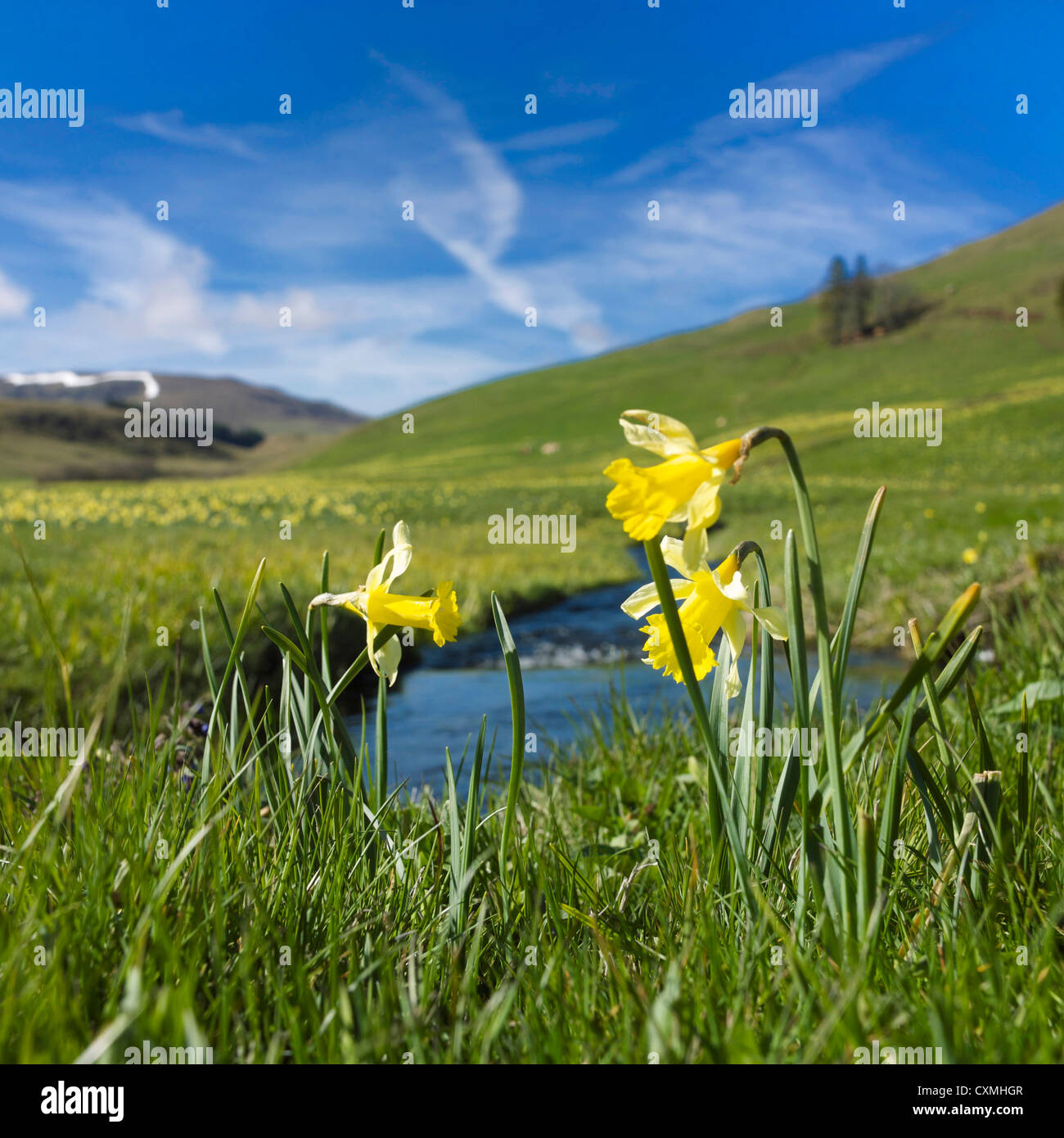 Narzissen in Cezallier, Auvergne, Frankreich, Europa in der Frühjahrssaison Stockfoto
