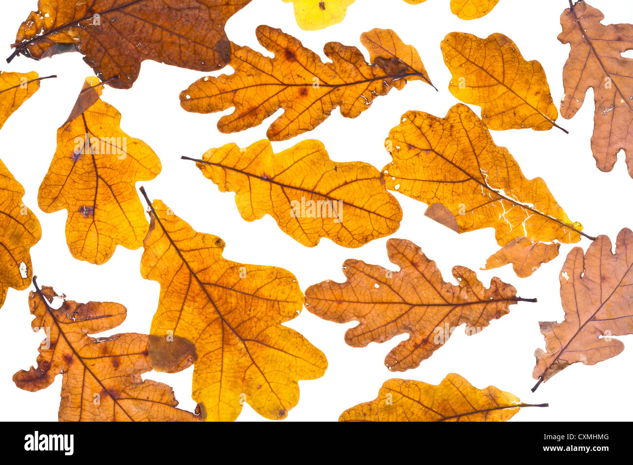 Herbst, die isolierten auf weißen Hintergrund Eichenlaub getrocknet Stockfoto