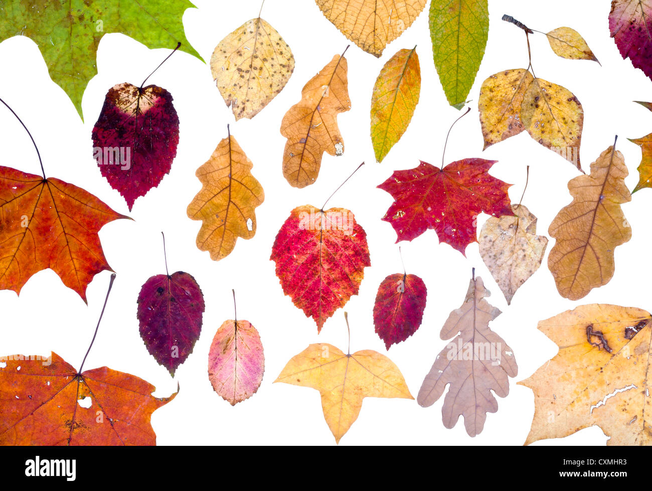 Blätterfall von Herbstlaub isoliert auf weißem Hintergrund Stockfoto