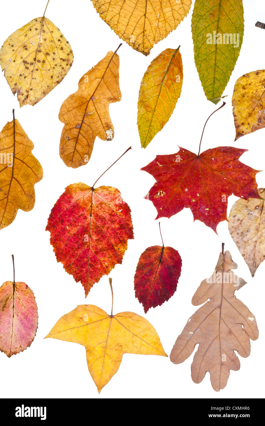 Blätter Laub im Herbst isolierten auf weißen Hintergrund Stockfoto