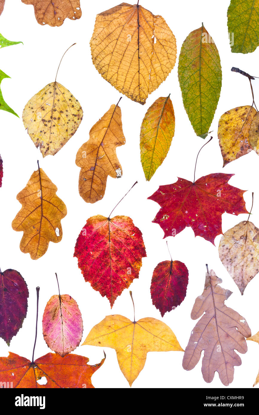 lose Herbstlaub isolierten auf weißen Hintergrund Stockfoto