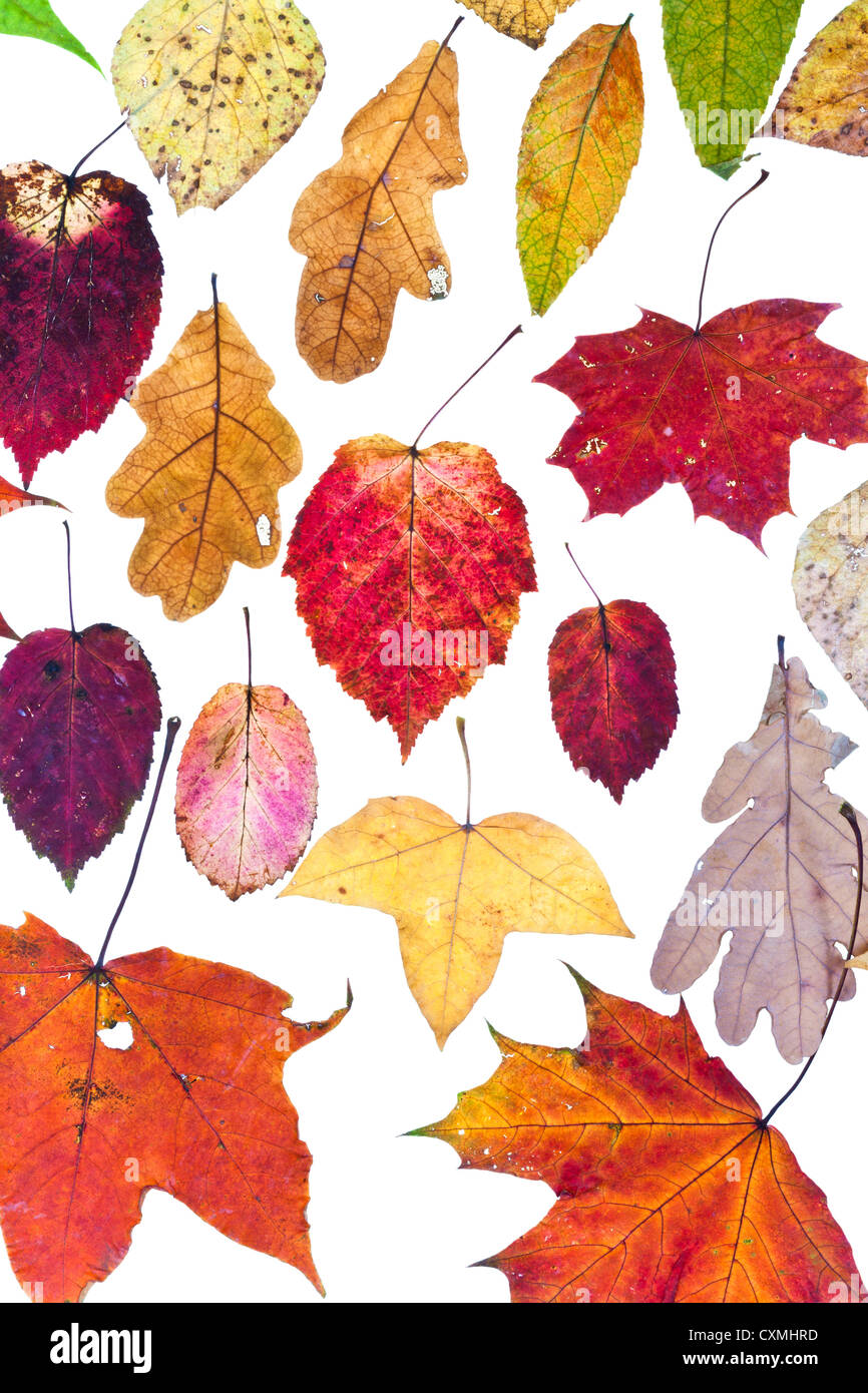 getrocknete Blätter im Herbst isoliert auf weißem Hintergrund Stockfoto