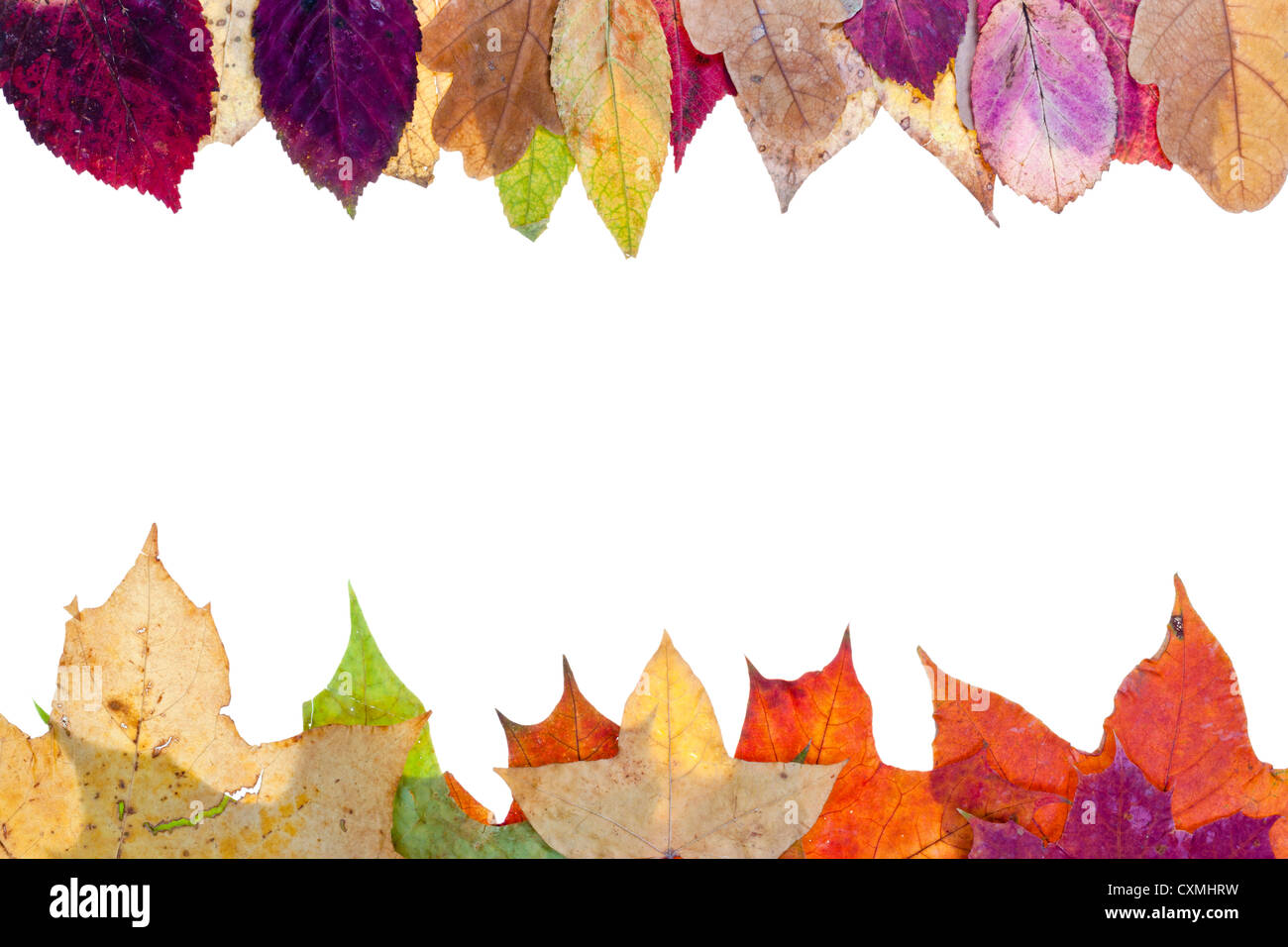 zwei Seitenteile aus bunten Herbst Blätter isolierten auf weißen Hintergrund Stockfoto
