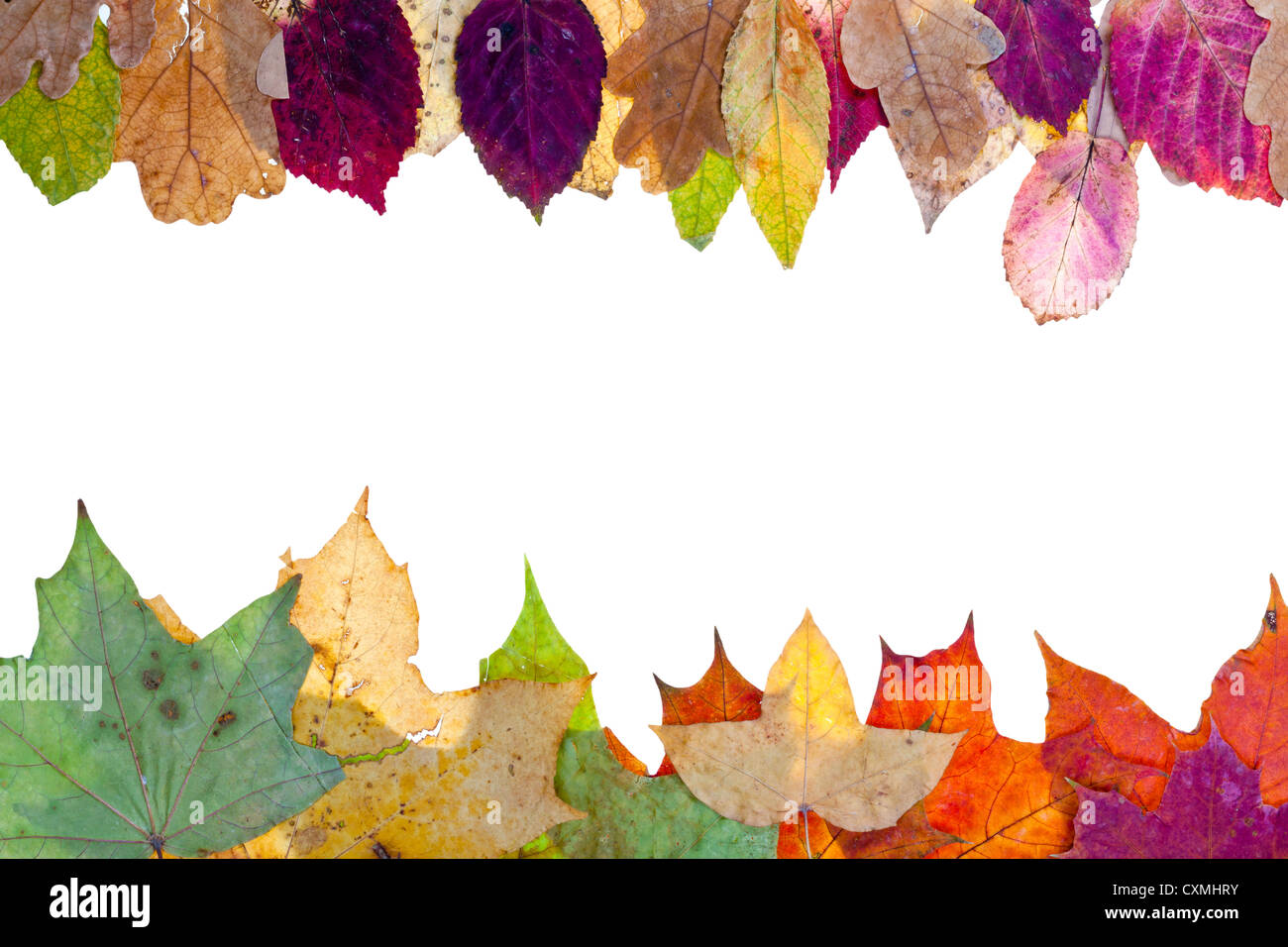 zwei Seitenteile aus dem Herbst Blätter isolierten auf weißen Hintergrund Stockfoto