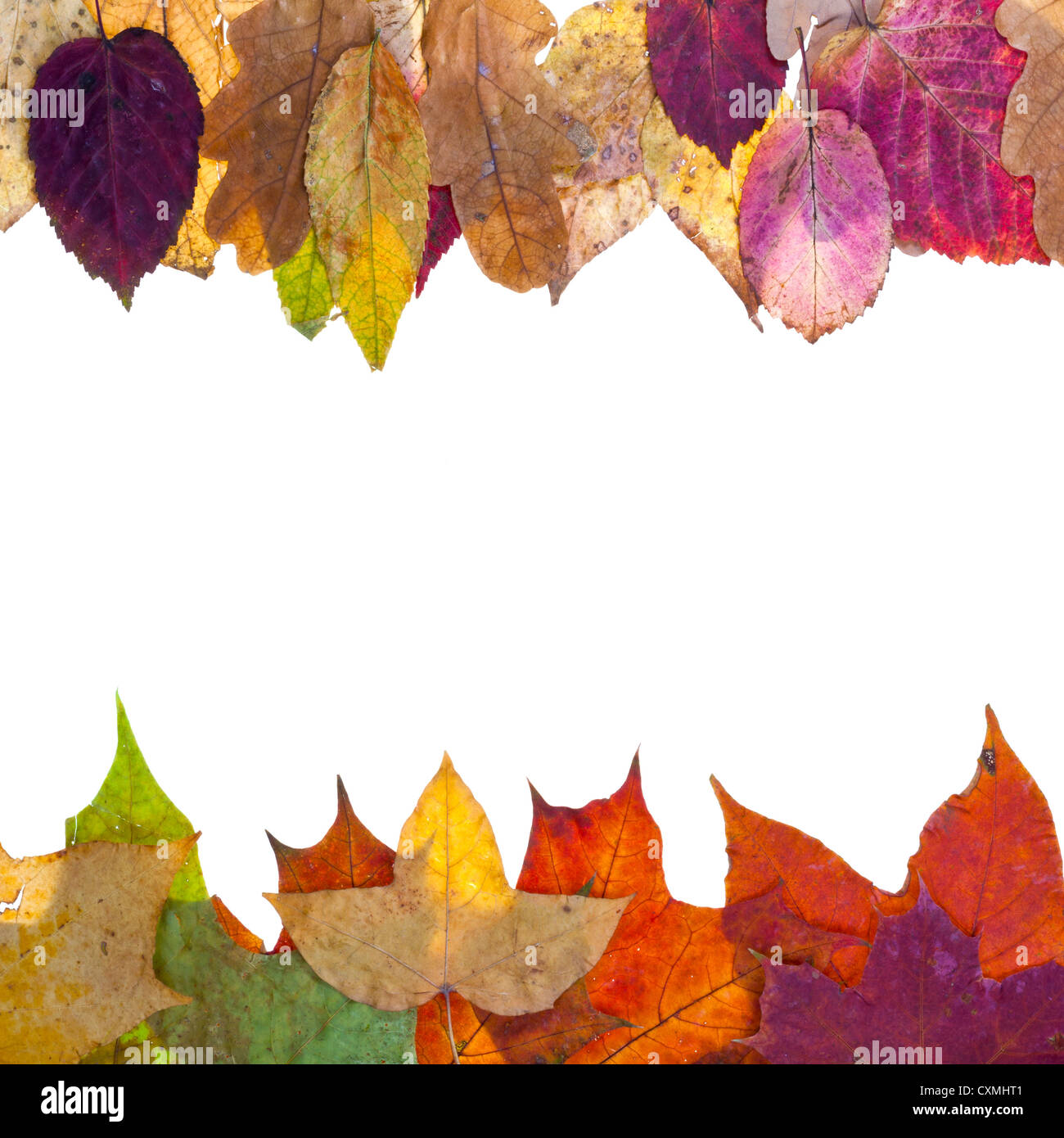 zwei Seitenteile aus farbenfrohen Herbst Blätter isolierten auf weißen Hintergrund Stockfoto