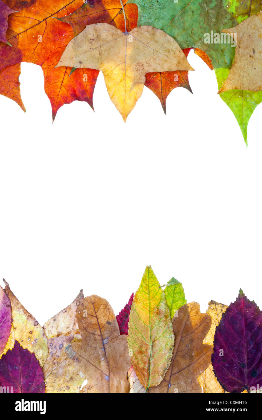 zwei Seitenteile ab Herbst Blätter isolierten auf weißen Hintergrund Stockfoto