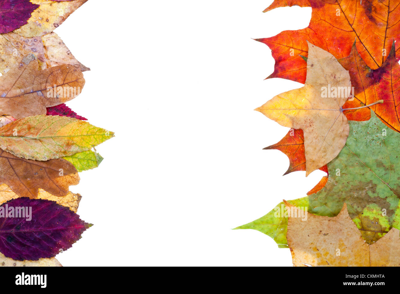 zwei natürliche Seitenteil ab Herbst Blätter isolierten auf weißen Hintergrund Stockfoto