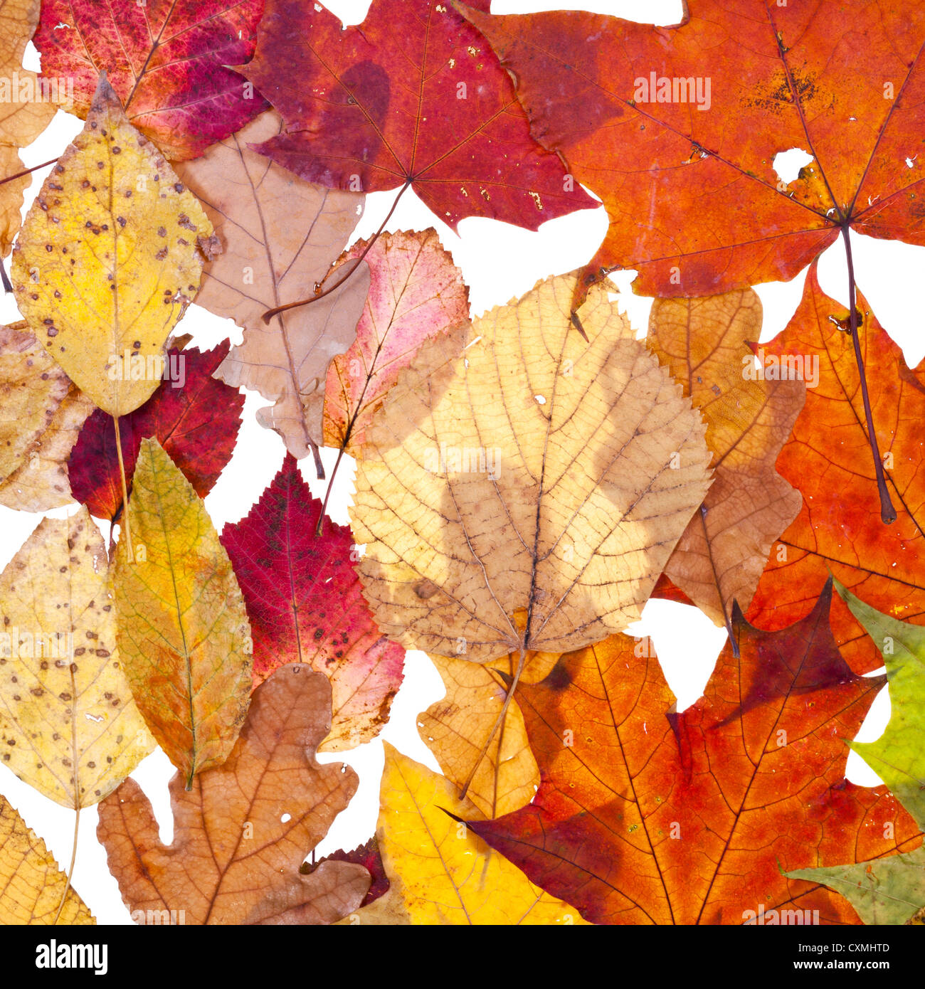 viele Herbstblätter isolierten auf weißen Hintergrund Stockfoto