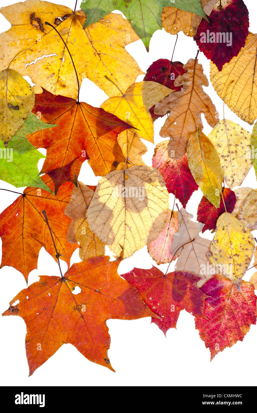 viele Herbstlaub getrocknete isolierten auf weißen Hintergrund Stockfoto