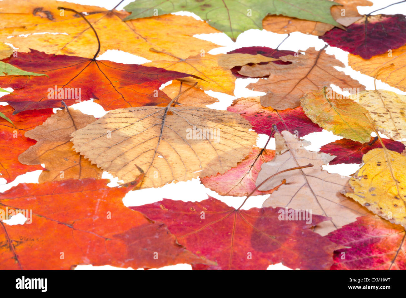Laubstreu ab Herbst Blätter isolierten auf weißen Hintergrund Stockfoto