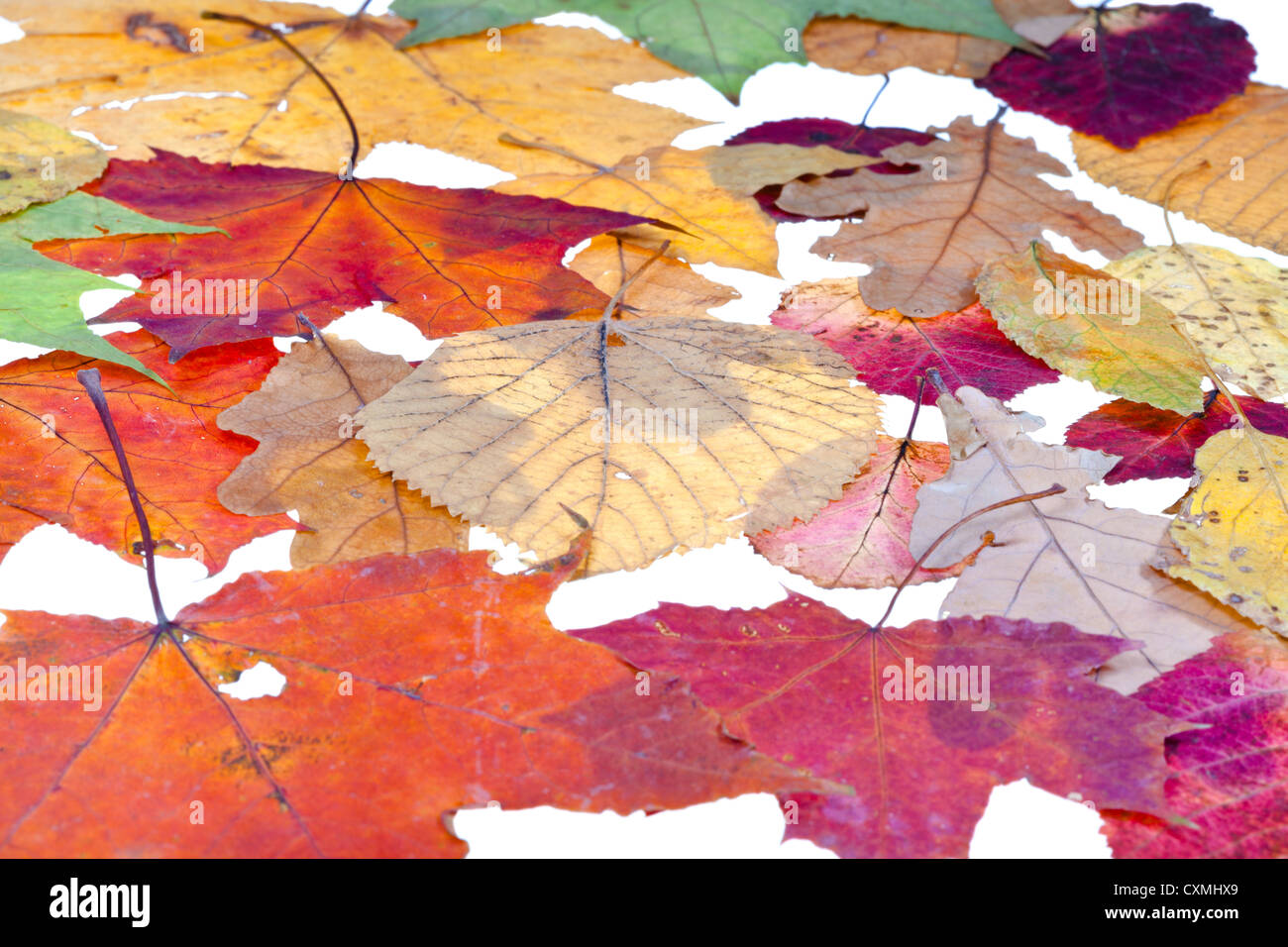 Laubstreu von Laub-Blätter isolierten auf weißen Hintergrund Stockfoto