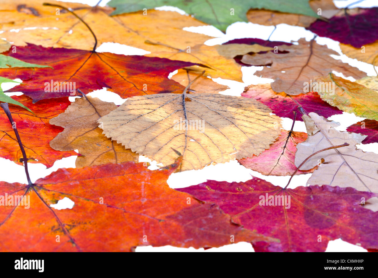 Laubstreu aus getrockneten Blättern isoliert auf weißem Hintergrund Stockfoto