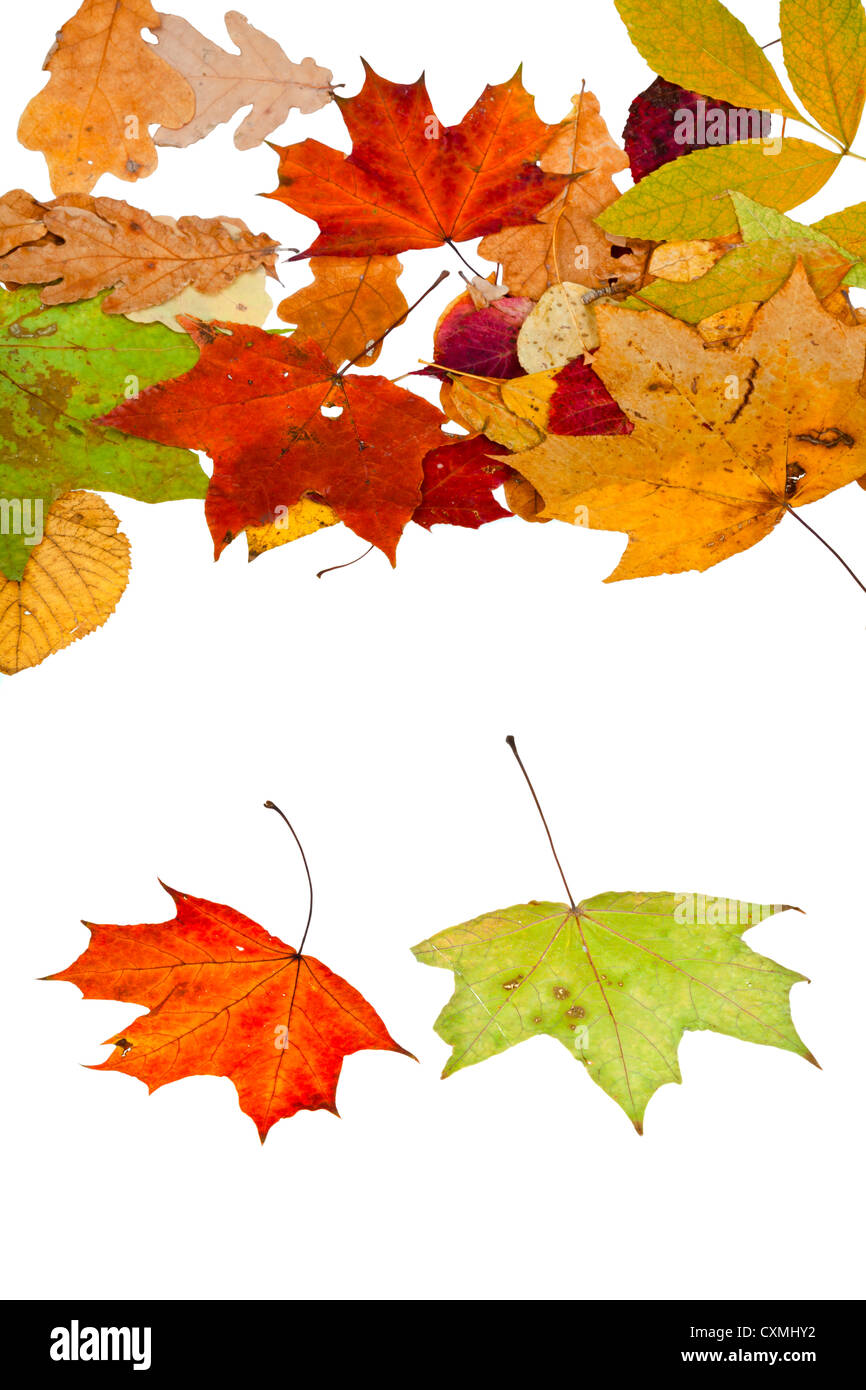 zwei Ahorn und viele Herbst Blätter isolierten auf weißen Hintergrund Stockfoto