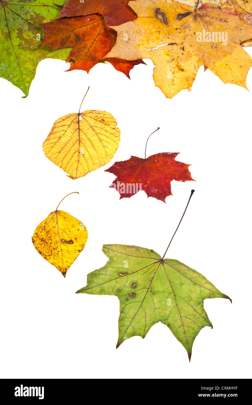 getrocknete Birke Espe Ahorn und viele Herbstblätter isoliert auf weißem Hintergrund Stockfoto