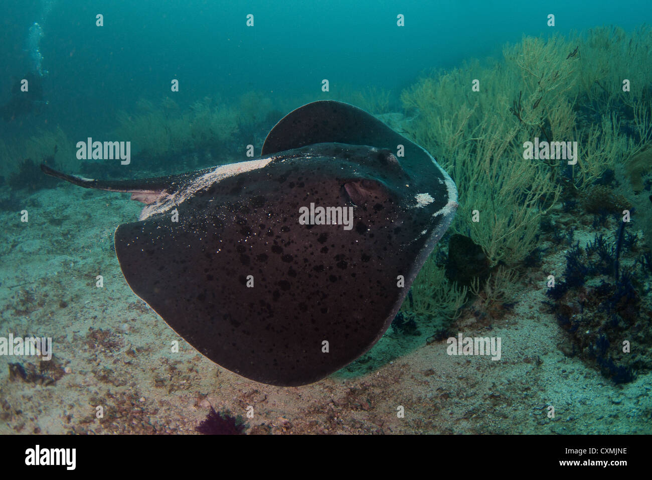 Blotched Fantail Ray / Giant Reef Ray (Taeniura Meyeni) A ziemlich große individuelle, langsam schwimmen Vergangenheit, weniger als einen Meter entfernt Stockfoto