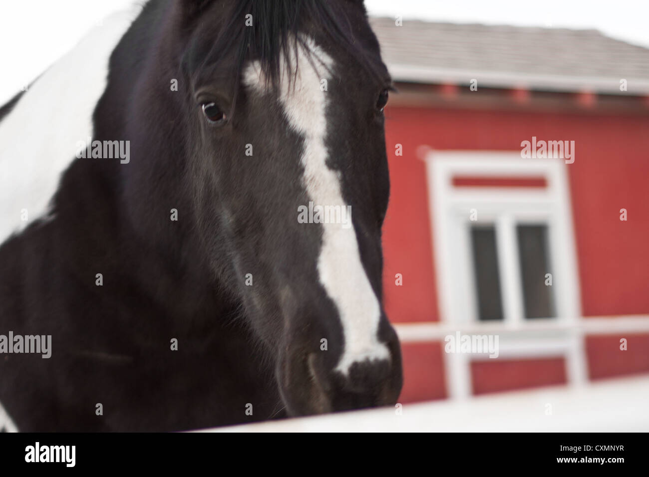 Pferd suchen traurig über Zaun in der Kamera Stockfoto