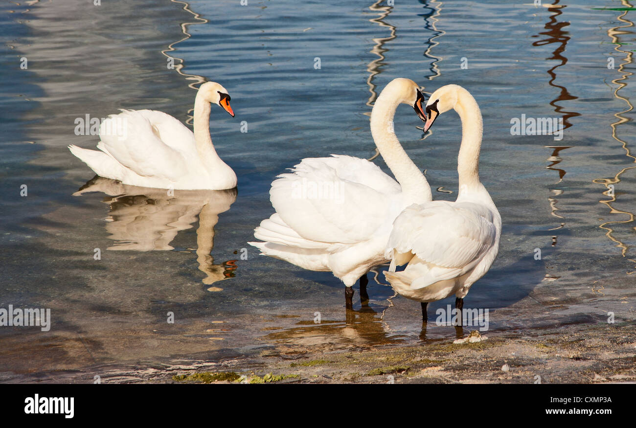 Menage a trois Stockfoto