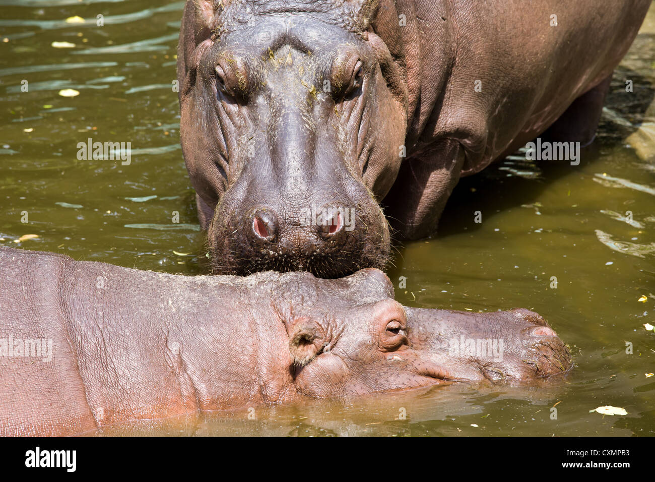 Männliche und weibliche Flusspferd (hippopotamus amphibius) in Wasser. Stockfoto