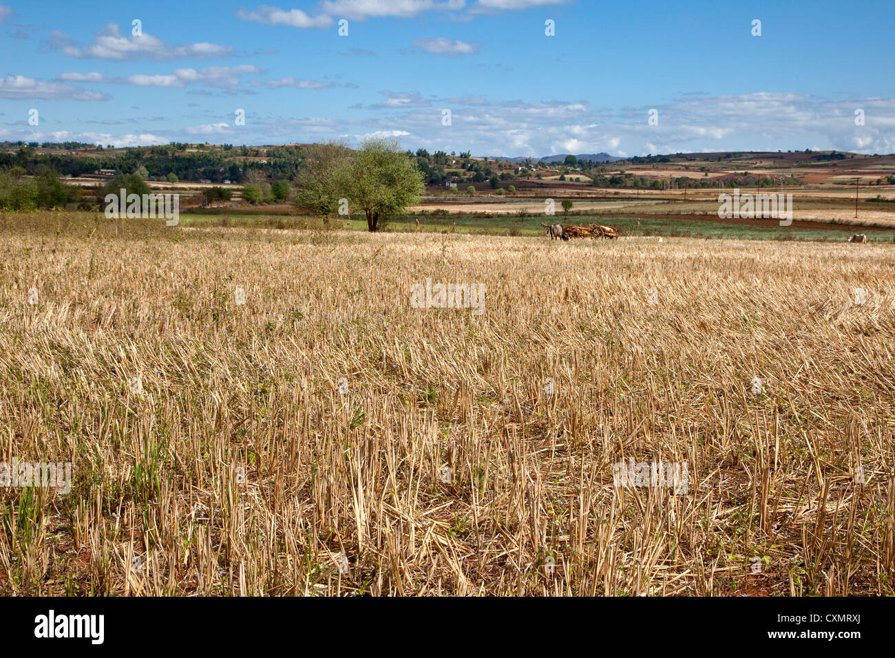 Myanmar, Burma. Shan-Staat. Abgeernteten Weizenfeld im Vordergrund, malerische Ackerland im Hintergrund. Stockfoto