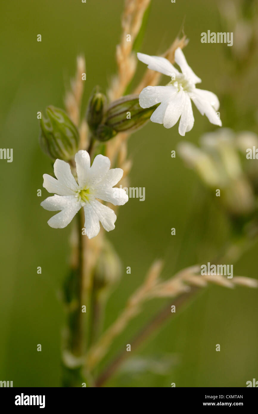 Weiße Campion (Silene Latifolia) in Blüte, England, UK Stockfoto